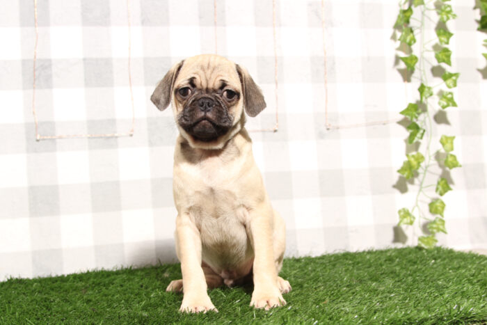 Cooper - Faithful Fawn Male Pug Puppy - Image 3