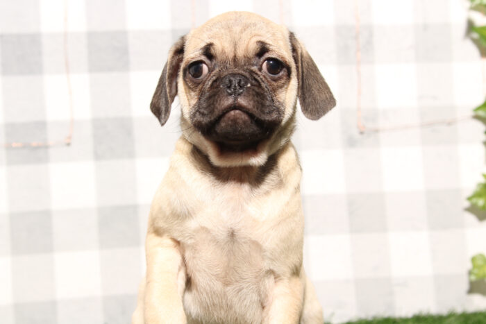 Cooper - Faithful Fawn Male Pug Puppy - Image 2