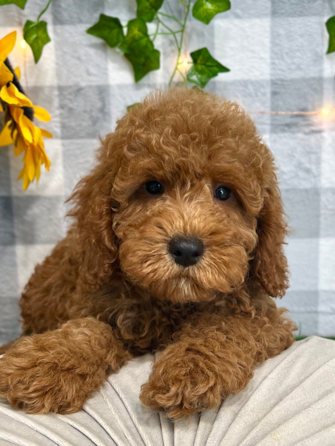Toy Poodle Doodle Rescue Southeast Toy Poodle Georgia Yorkie