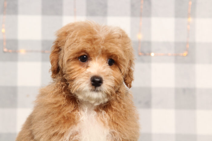 Cruise - Red Male Shih-Poo Puppy - Image 3
