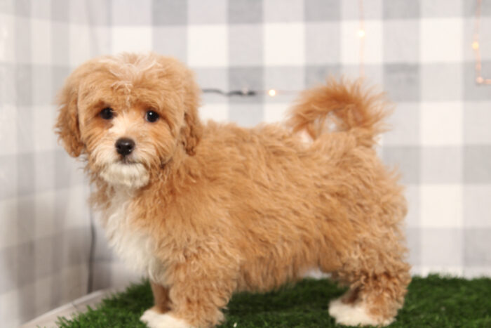 Cruise - Red Male Shih-Poo Puppy - Image 2