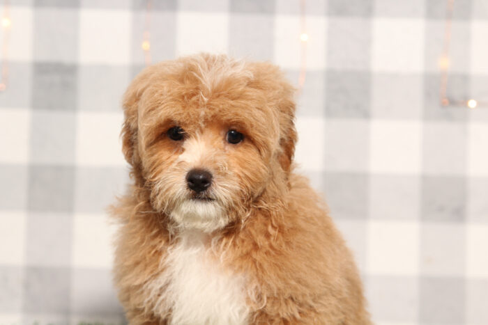 Cruise - Red Male Shih-Poo Puppy