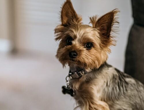 Yorkie Breeders Near Me: Your Complete Guide to Finding the Perfect Yorkie Puppy in 2024