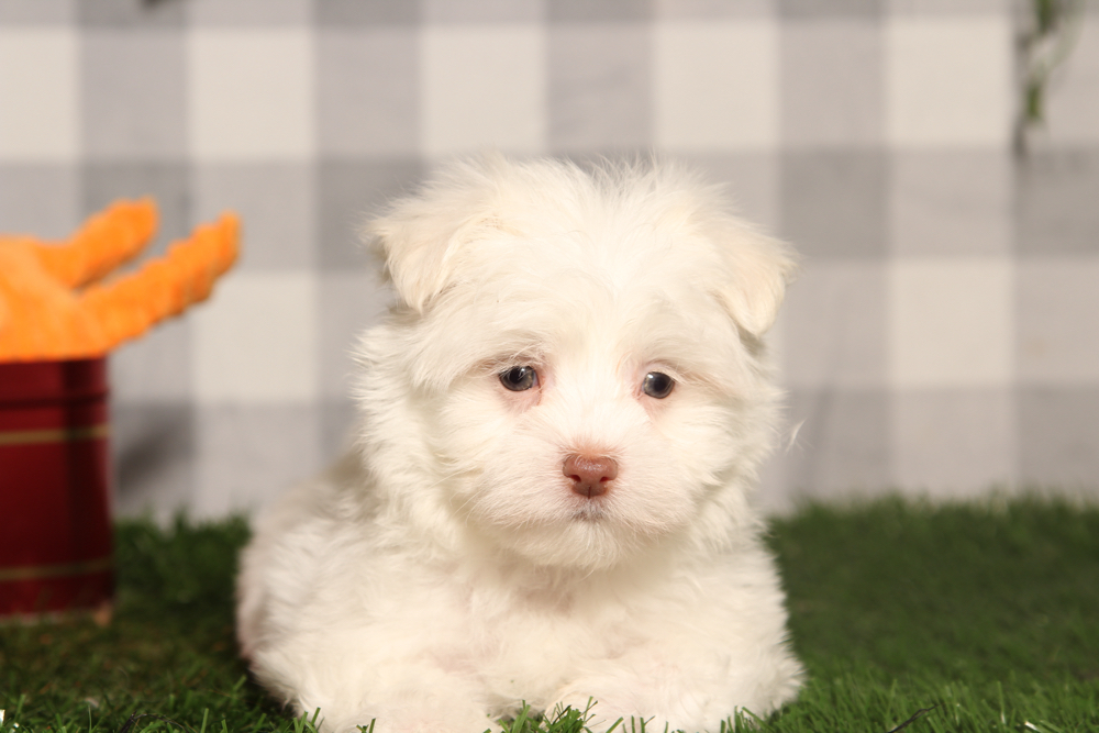 Cupid - White ACA Male Maltese Puppy - Image 2