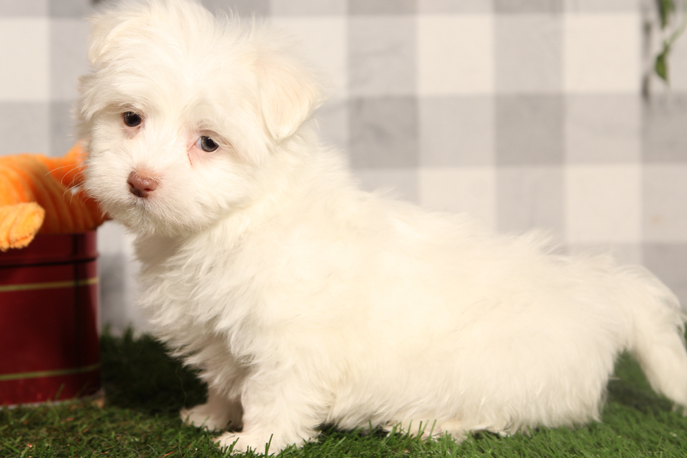 Cupid - White ACA Male Maltese Puppy - Image 4