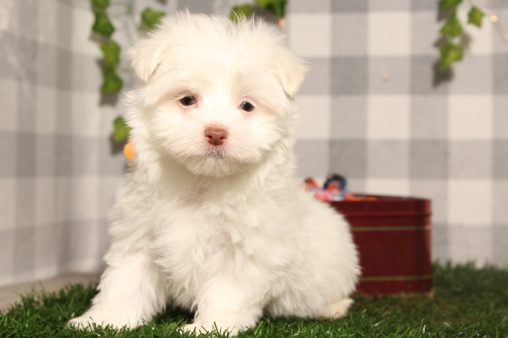 Cupid - White ACA Male Maltese Puppy