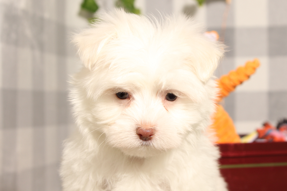 Cupid - White ACA Male Maltese Puppy - Image 3