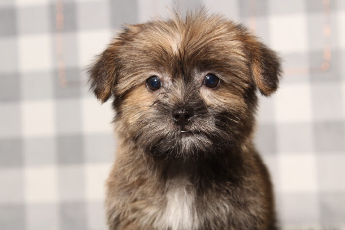 Curly - Brown Male Shorkie Puppy - Image 3