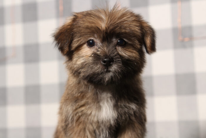 Curly - Brown Male Shorkie Puppy