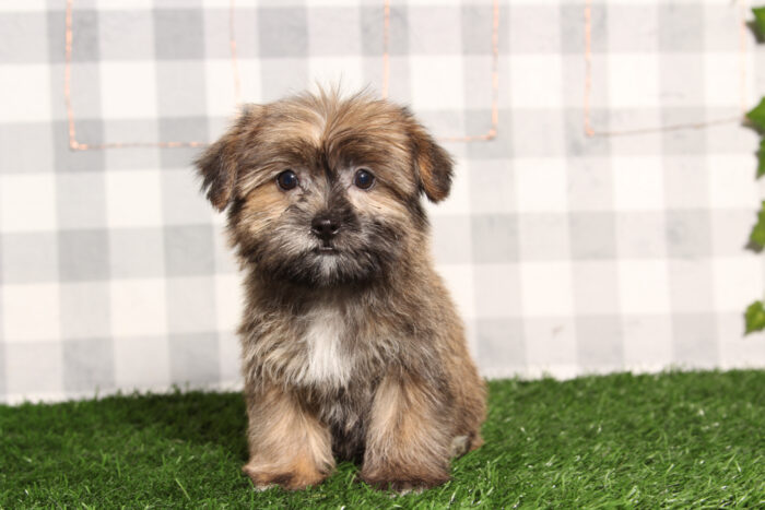 Curly - Brown Male Shorkie Puppy - Image 2