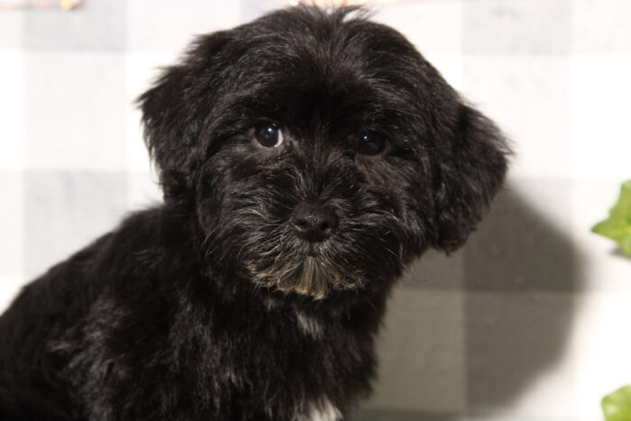 Daisy - Spunky Black Female Yorkie-Poo Puppy - Image 2