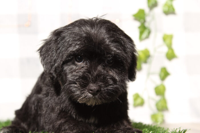 Daisy - Spunky Black Female Yorkie-Poo Puppy