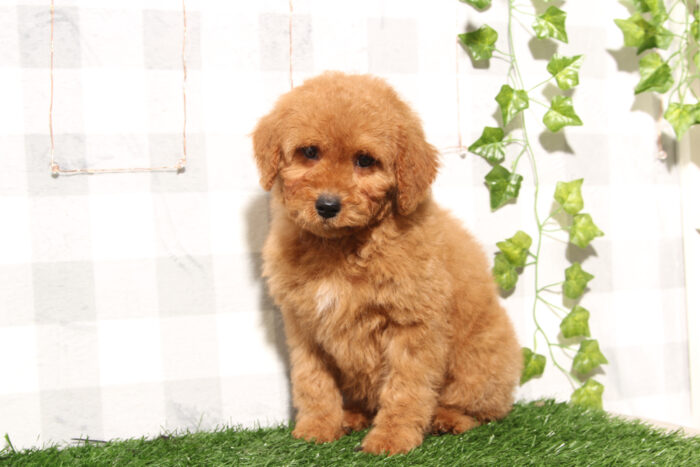 Dakota - Red Female Mini Goldendoodle Puppy - Image 3