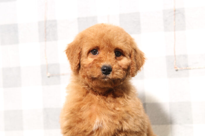 Dakota - Red Female Mini Goldendoodle Puppy - Image 2