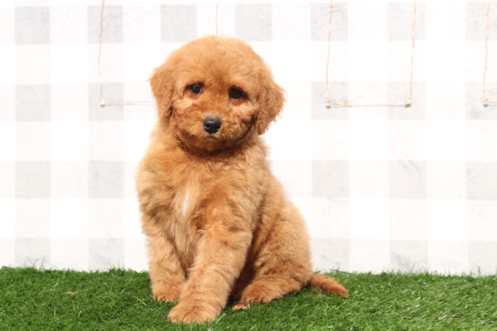 Dakota - Red Female Mini Goldendoodle Puppy