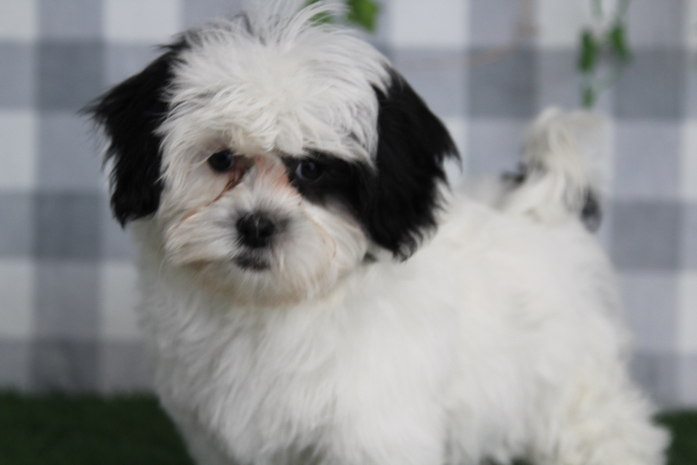 Dale - Black/White Male Shih Poo Puppy