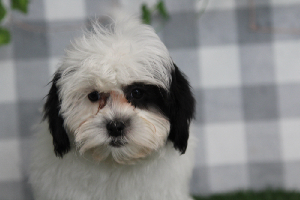 Dale - Black/White Male Shih Poo Puppy - Image 3