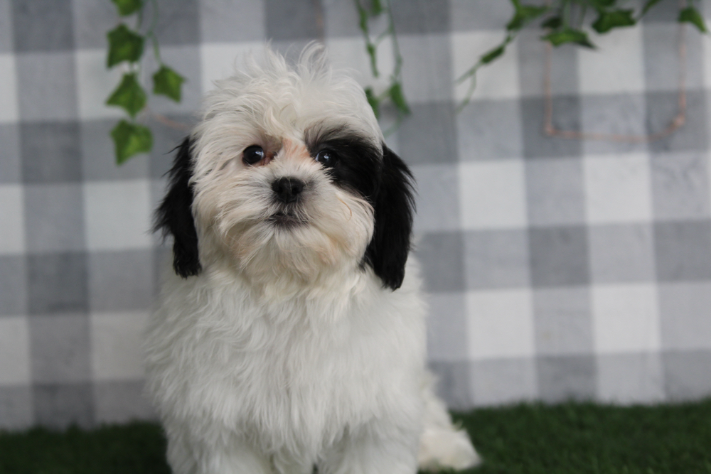 Dale - Black/White Male Shih Poo Puppy - Image 2