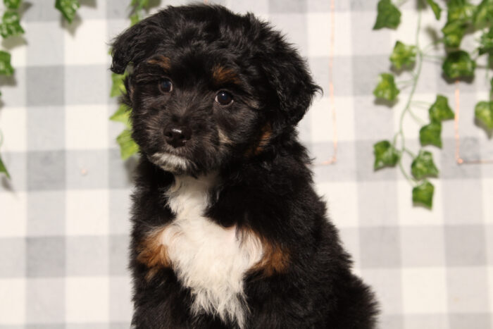 Damien - Black/Tri F1B Male Aussiedoodle Puppy