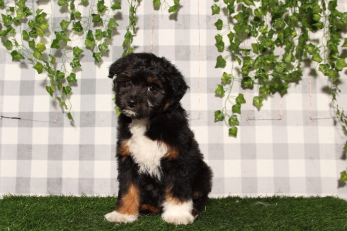 Damien - Black/Tri F1B Male Aussiedoodle Puppy - Image 6