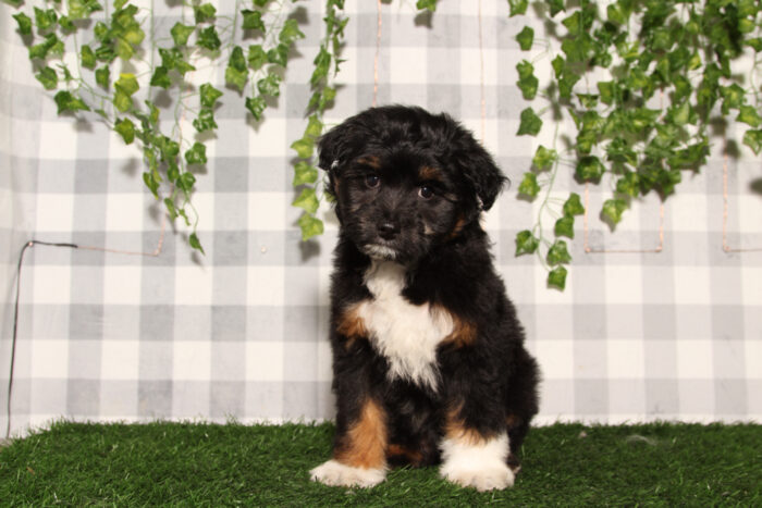Damien - Black/Tri F1B Male Aussiedoodle Puppy - Image 5