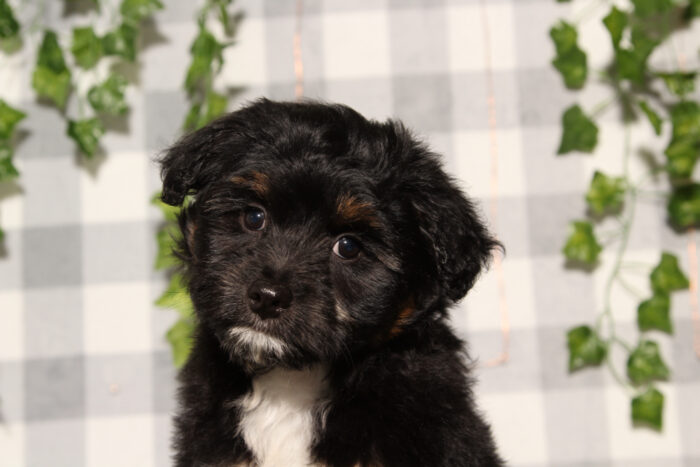 Damien - Black/Tri F1B Male Aussiedoodle Puppy - Image 4