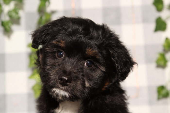 Damien - Black/Tri F1B Male Aussiedoodle Puppy - Image 3