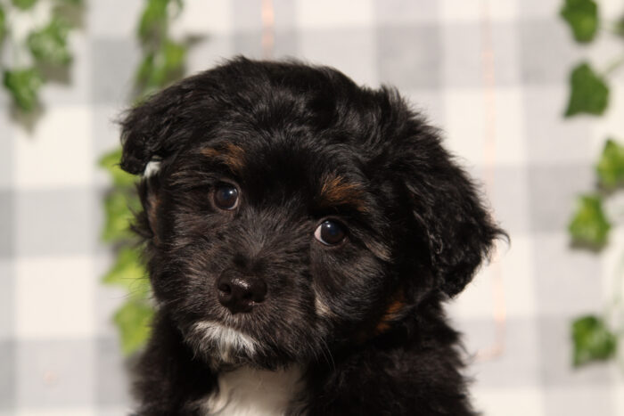 Damien - Black/Tri F1B Male Aussiedoodle Puppy - Image 2