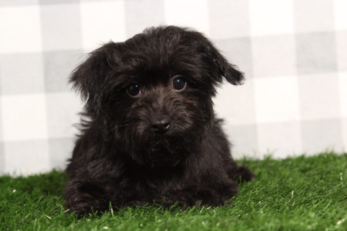 Damon - Spunky Black Male Yorkie-Poo Puppy