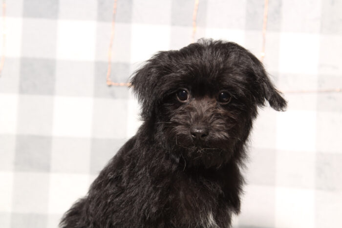 Damon - Spunky Black Male Yorkie-Poo Puppy - Image 3