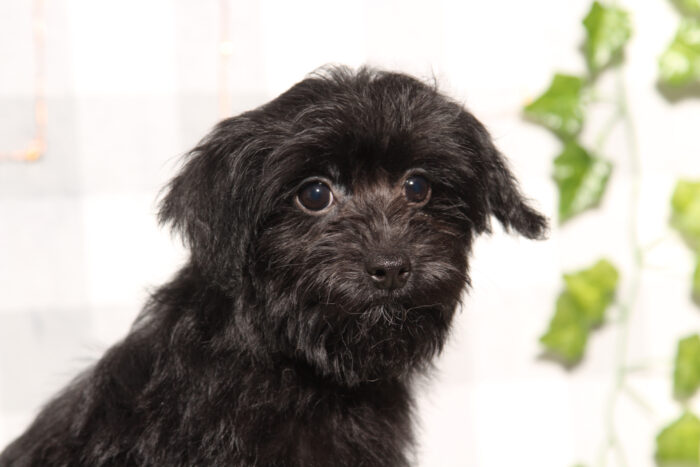 Damon - Spunky Black Male Yorkie-Poo Puppy - Image 2