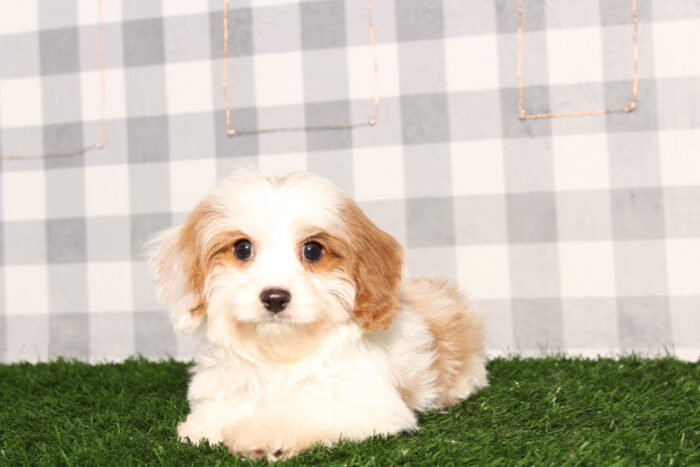 Dante - Bright Blenheim Male Cavapoo Puppy - Image 6