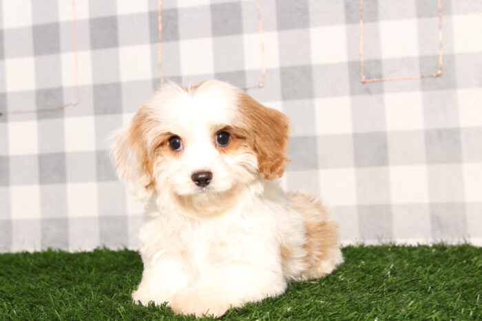 Dante - Bright Blenheim Male Cavapoo Puppy - Image 5