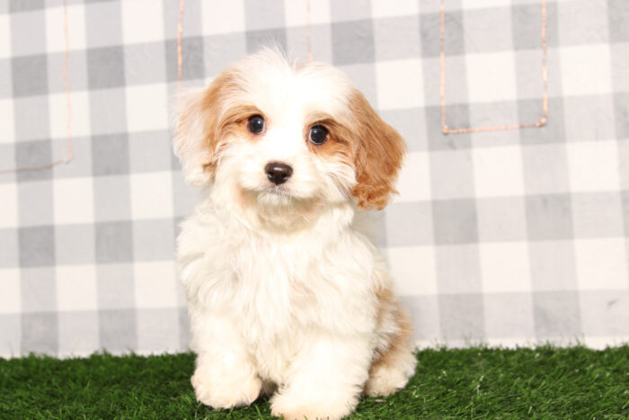 Dante - Bright Blenheim Male Cavapoo Puppy - Image 4