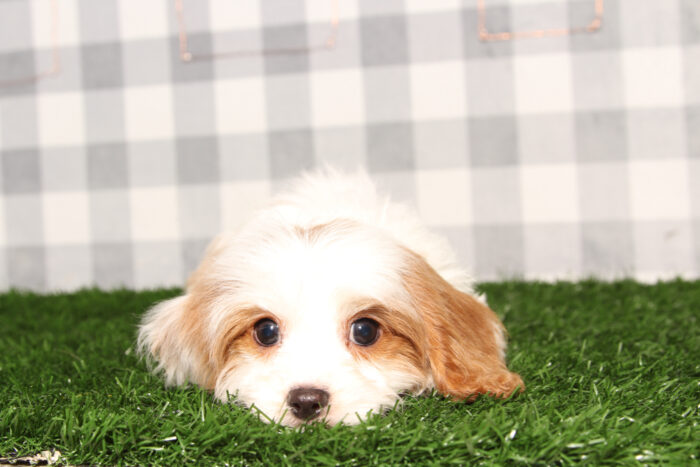 Dante - Bright Blenheim Male Cavapoo Puppy - Image 3