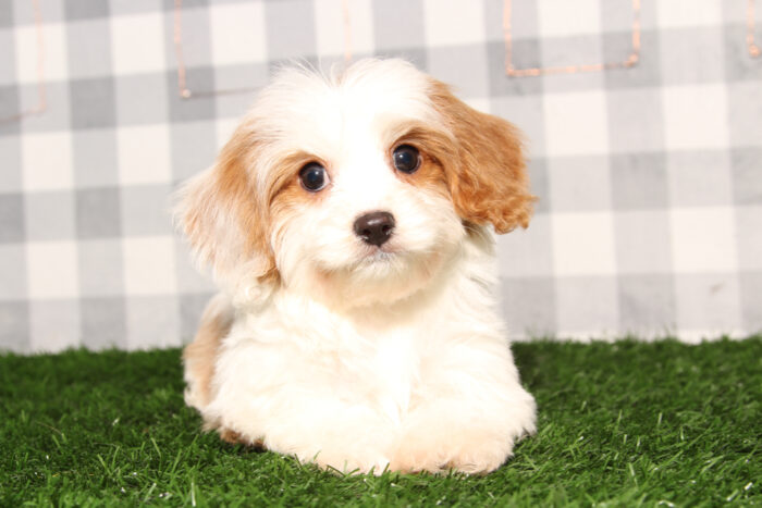 Dante - Bright Blenheim Male Cavapoo Puppy - Image 2