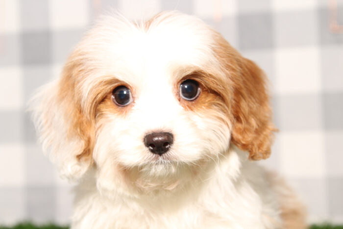 Dante - Bright Blenheim Male Cavapoo Puppy