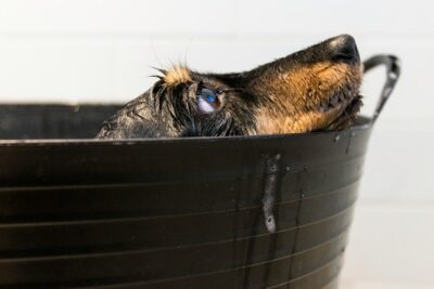 dog in a plastic bucket