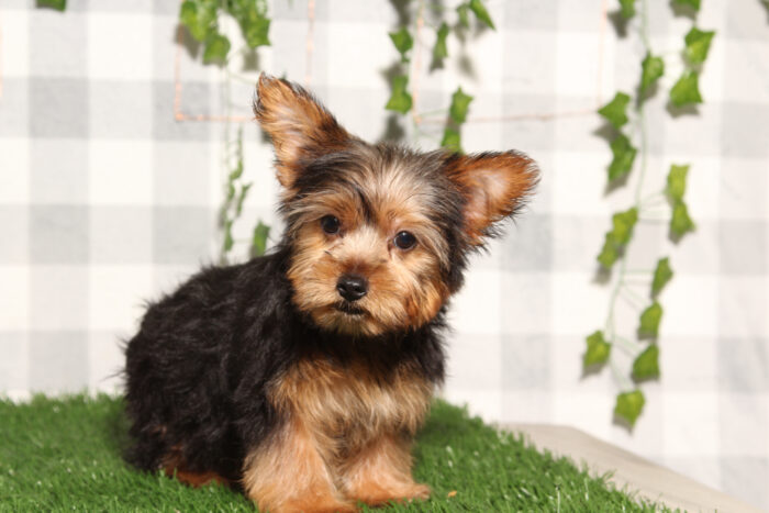 Darwin - Black/Tan ACA Male Yorkie Puppy - Image 2
