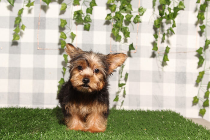 Darwin - Black/Tan ACA Male Yorkie Puppy