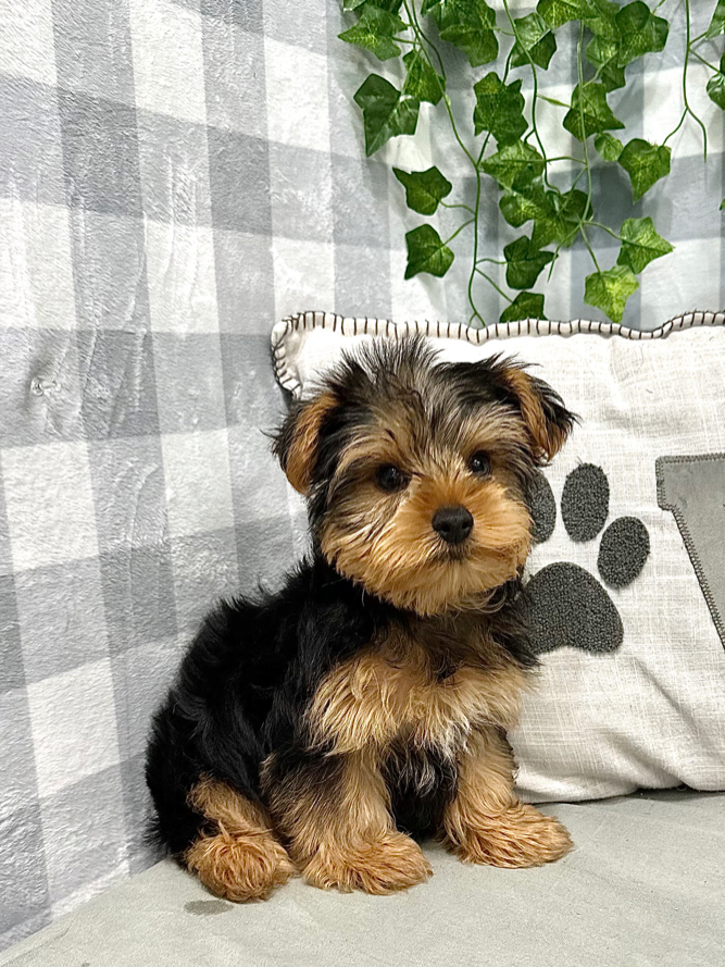 Large yorkshire terrier best sale