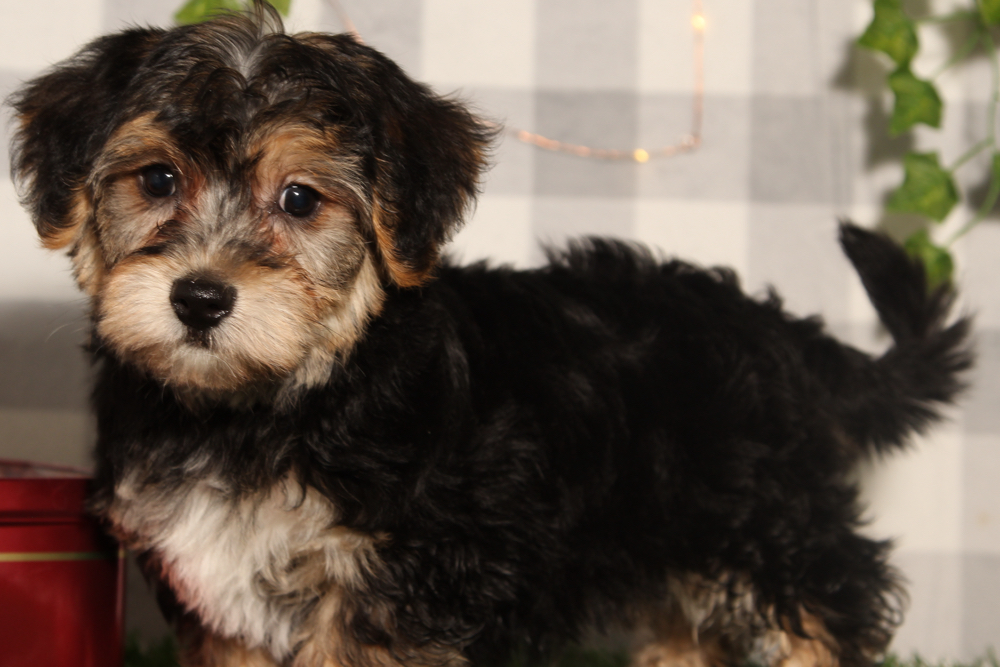 Dasher - Black/Tan Male Yochon Puppy - Image 6