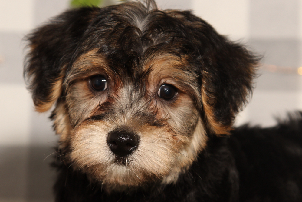 Dasher - Black/Tan Male Yochon Puppy - Image 5