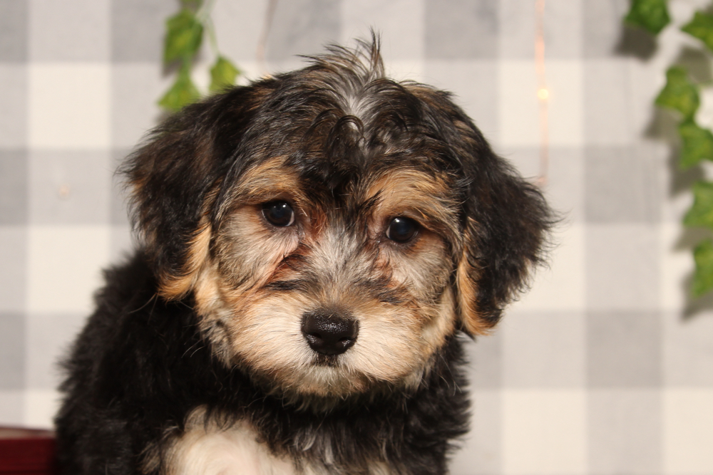 Dasher - Black/Tan Male Yochon Puppy - Image 4