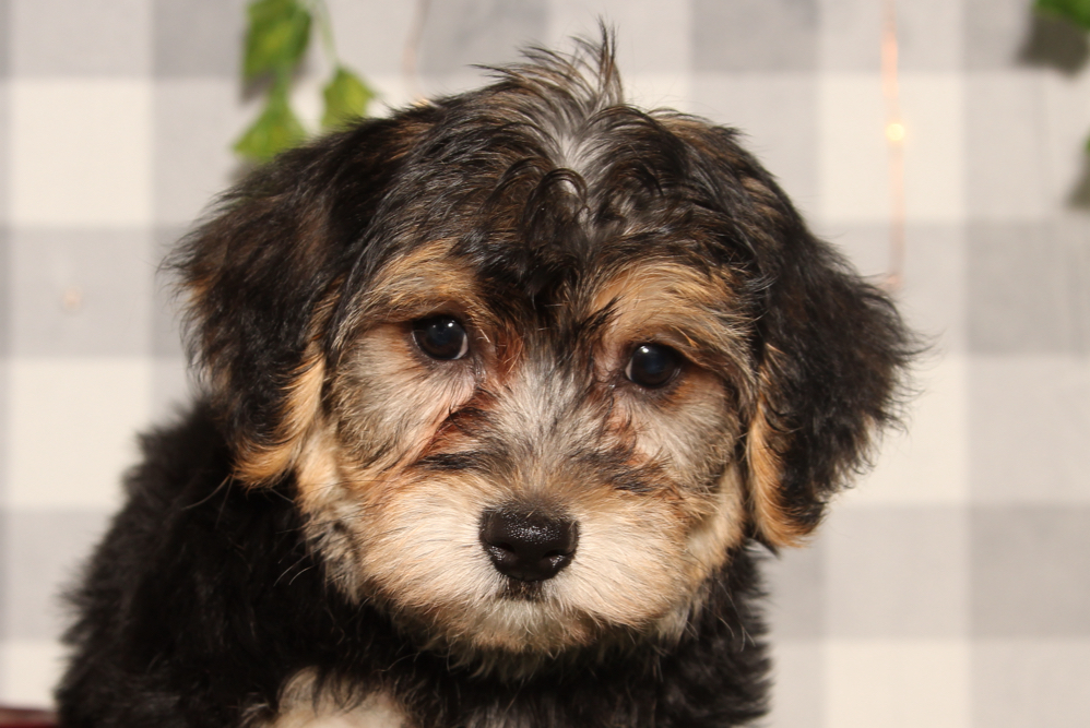 Dasher - Black/Tan Male Yochon Puppy