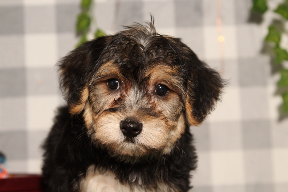 Dasher - Black/Tan Male Yochon Puppy - Image 3