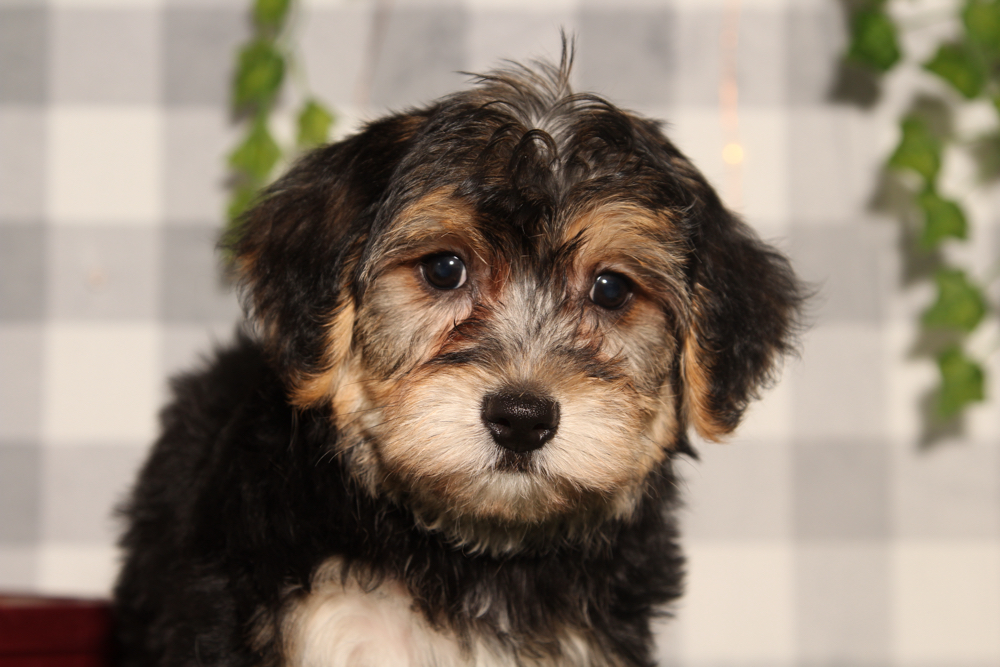 Dasher - Black/Tan Male Yochon Puppy - Image 2