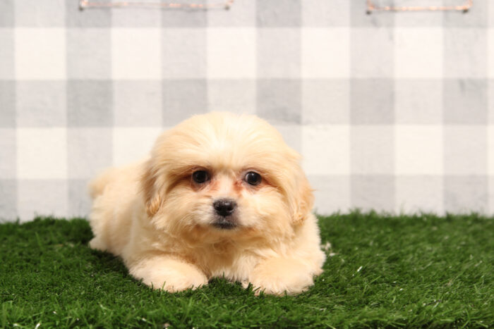 Deborah - Lovable Cream Female Teddy Bear Puppy - Image 2