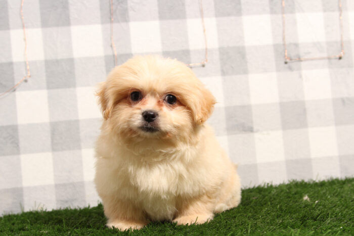 Deborah - Lovable Cream Female Teddy Bear Puppy