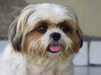 Shih Tzu with its tongue out